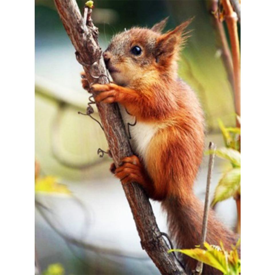 5D DIY diamantová malba Zvířecí veverka Umělecká sada křížového stehu Kamínkový obrázek Úplné diamantové vyšívání Mozaikové dekorace dárek