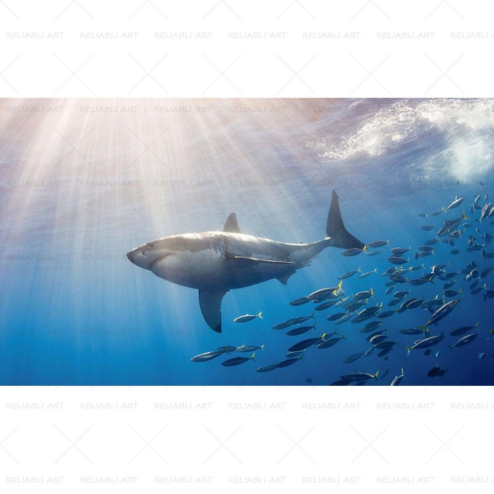 Shark Sea Animal Posters Wall Art Pictures for Living Room Modern Canvas Prints Cuadros Home Decorative Painting NO FRAME