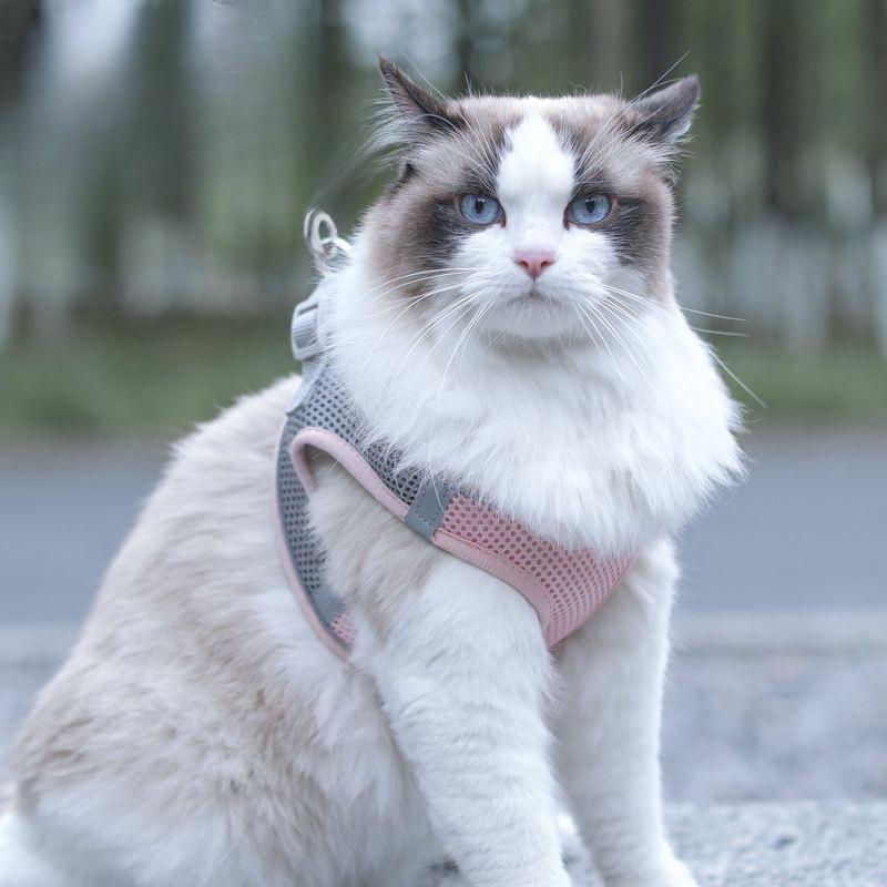 Regulowana smycz dla kota, Smycz dla kota, Smycz dla kota, Specjalna smycz dla kota zapobiegająca ucieczce podczas wychodzenia