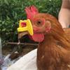 50 Pcs S/M /LPlastic Chicken Glasses Farm Chicken Coop Supplies Chicken Eye Glasses Anti-pecking Glasses Poultry Supplies