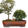 Extra-Large Breathable Purple Clay Square Bonsai Pot for Succulents and Green Plants