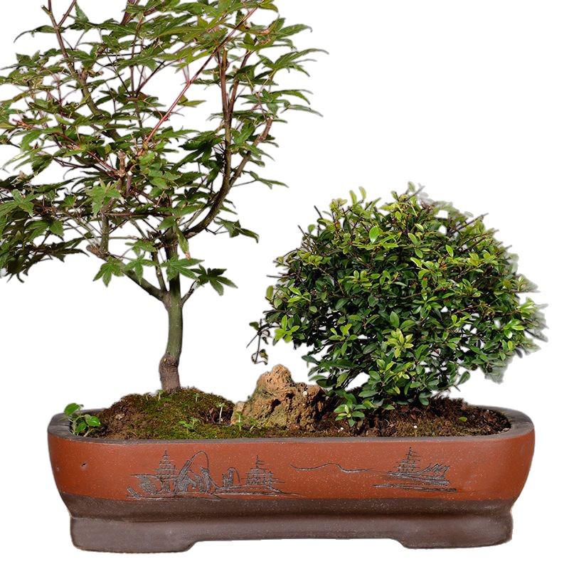 Extra-Large Breathable Purple Clay Square Bonsai Pot for Succulents and Green Plants