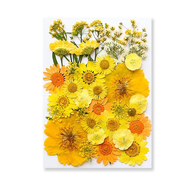 Dried Flowers Real Natural Plant Pressed Flower For Epoxy Resin Filling DIY Keychain Pendant Silicone Mold Jewelry Making Crafts