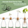 Avocado Hydroponische Vase Transparentes Pflanzenvermehrungsstation Glas Avocadobaum Blumenvase für Gartenliebhaber