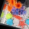 10Pcs Home Decor Mix Luminous Stone Sea Shells Aquarium Beach Conch Fish Tank Decor