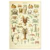 Vintage-Leinwandgemälde mit Gemüse, Früchten, Pilzen, antike Wandkunst, botanische Bilder, wissenschaftliche Poster und Drucke, Heimdekoration