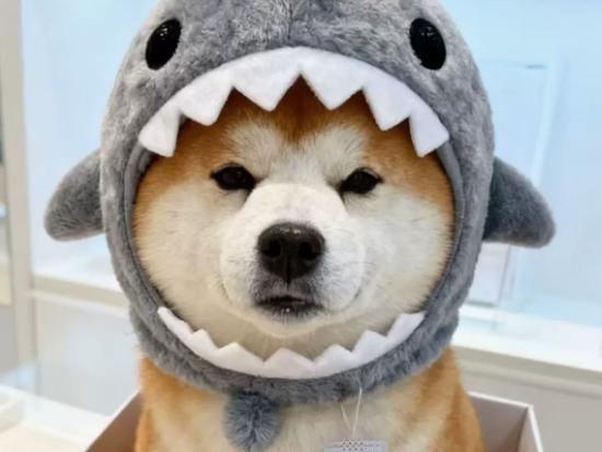 Pet Headgear Cute Cross Dressing Shark Cute Cat Photography Dog Plush Autumn and Winter Hat Puppy Accessories