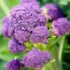 100 Purple Broccoli Seeds - Old Vegetable Vegetable Gardens - Reproducible Peasant Seeds - Semiwild