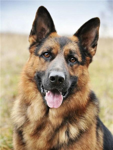 

Алмазная картина мозаика собака животное украшение дома вышивка крестом немецкая овчарка алмазное искусство Full Round 20x30CM