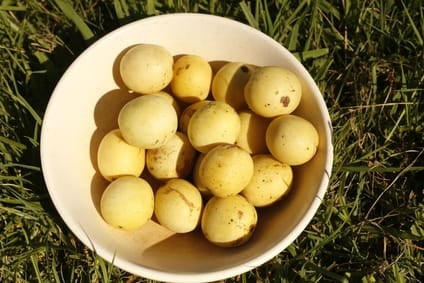 Unrefined Marula Oil 20 ml