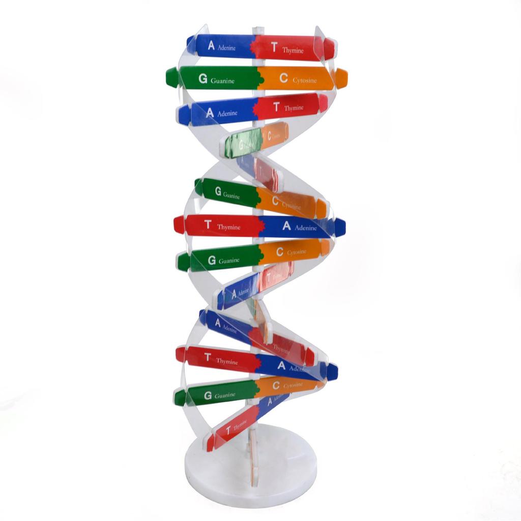 Modello Fatto a Mano della Doppia Elica del DNA per Esperimenti di Biologia e Ausili Didattici Scientifici