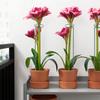 Long Metal Single Stem Bonsai Pile Stand Support Ring Garden Tool Plant Support Stake