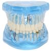 Dental Teeth Model Acrylic Blue Transparent Teaching Demonstration Simulation Teeth Model