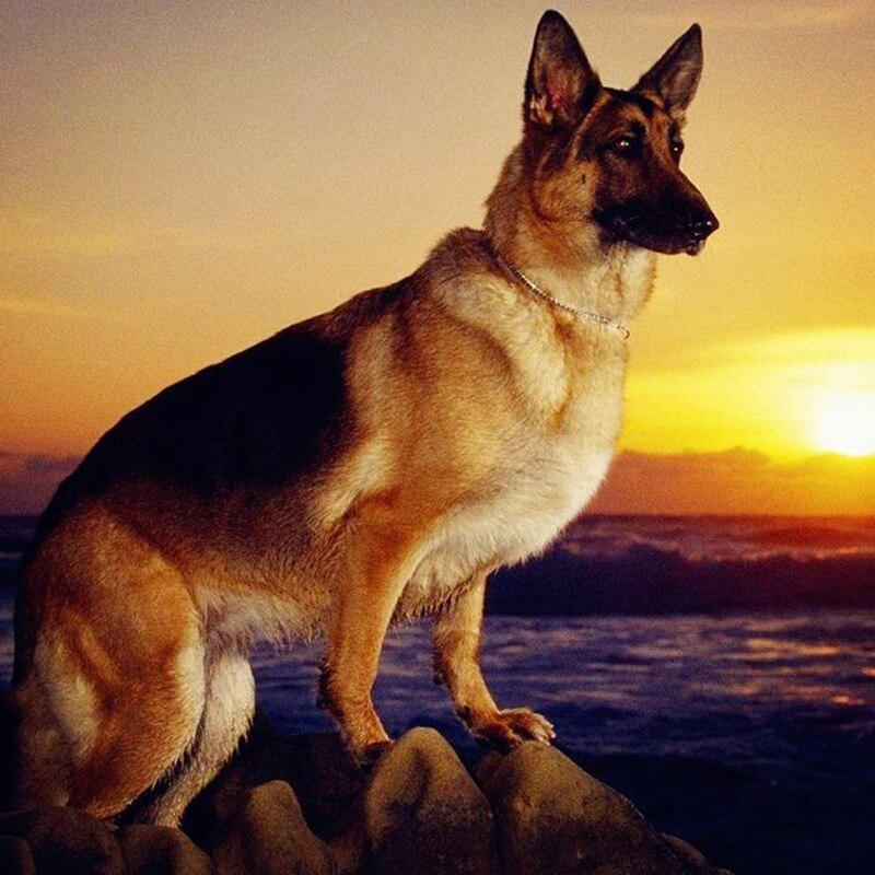 Diamantové vyšívání Dog Cross Stitch Full Drill Square Diamond Painting Animal Mosaic Decor for Home