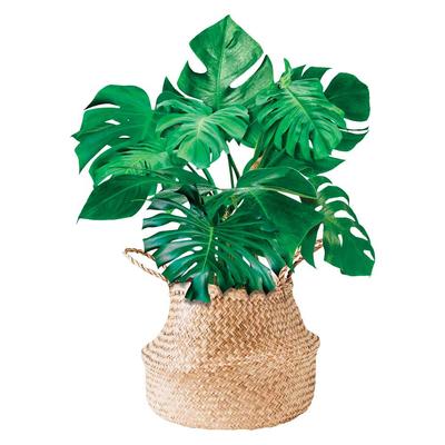 [R1830] - Green 'Monsteras' Sticker Sheet - 50x70 Cm