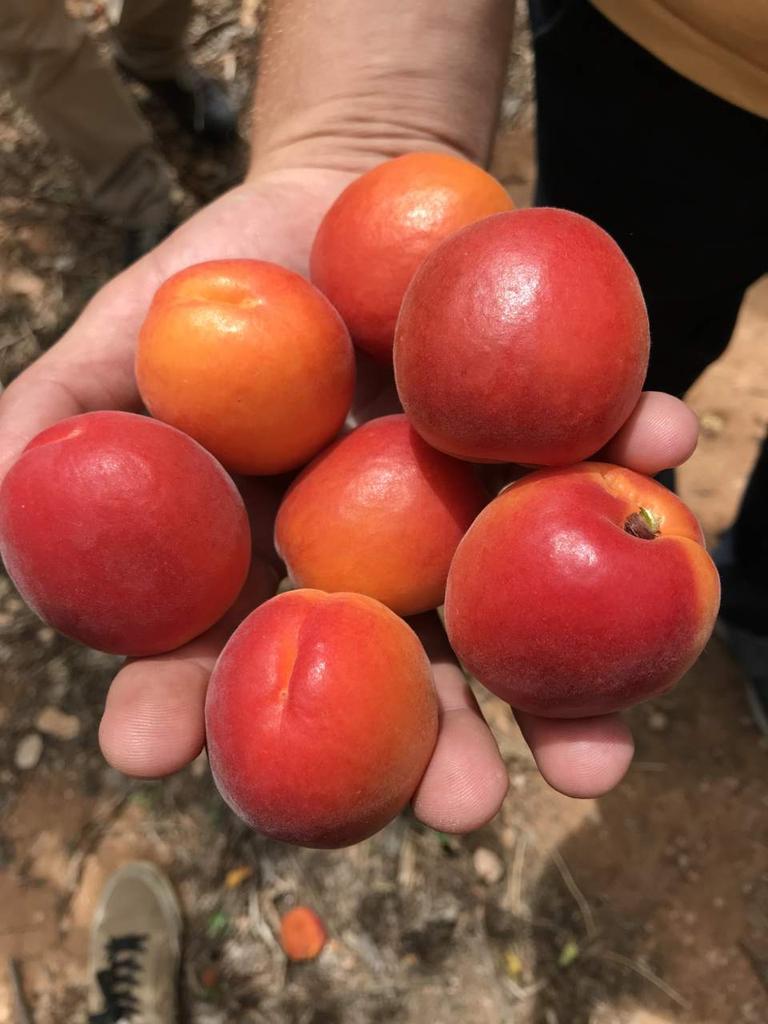 5 nasion moreli  (Morela pospolita)","Uprawiane i Wyprodukowane We Włoszech - Produkt Organiczny