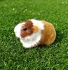 Simulation Animal Simulation Rat Students Cognitive Animal Model Dynamic Simulation Guinea Pig Dutch Pig Hamster