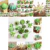 Lebhaft gefärbte künstliche Sukkulente DIY Kunstpflanze für lebensechte Gartendekoration
