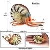 Marine Life Animal Simulation Toy Set: Squid, Crab, Starfish, Tuna