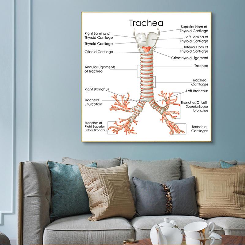 Human Organs Brain Liver Heart Anatomy Poster Print Canvas Painting Human Body Map Medical Classroom Office Room Home Decoration