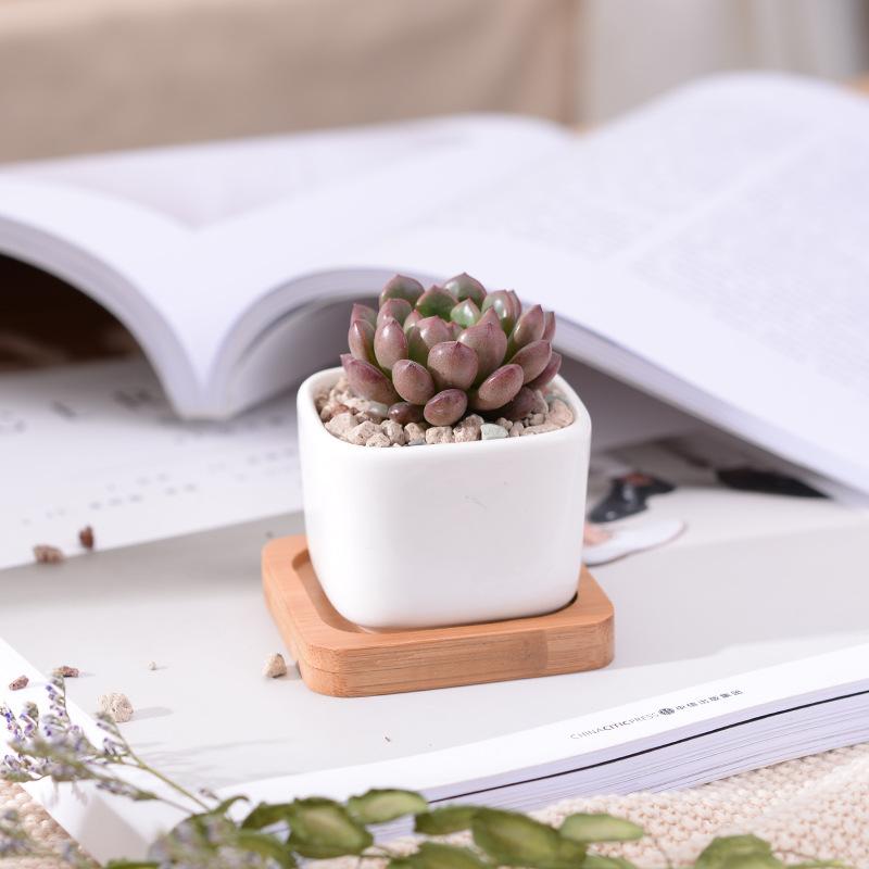Geometic White Ceramic Square Bonsai Planter Little Succulent Flowerpots Modern Small Cactus Vases Bamboo Tray Office Home Decor