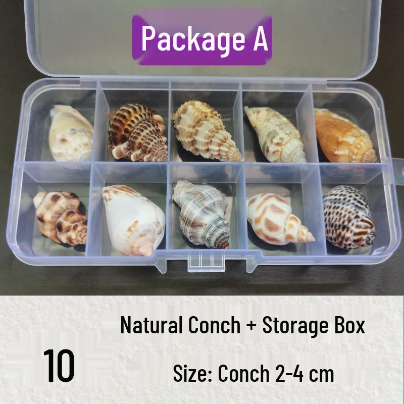 Коллекция натуральных ракушек и раковин: Изысканный набор образцов для исследования и изучения морской жизни