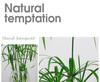 Hydroponic Lucky Bamboo and Aquatic Grass for Fish Tanks and Ponds