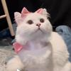 Cat Necklace Bow Adjustable Cat Bow Headwear Elegant Decorative Pet Necklace Formal Pet Tie Scarf Wedding Party