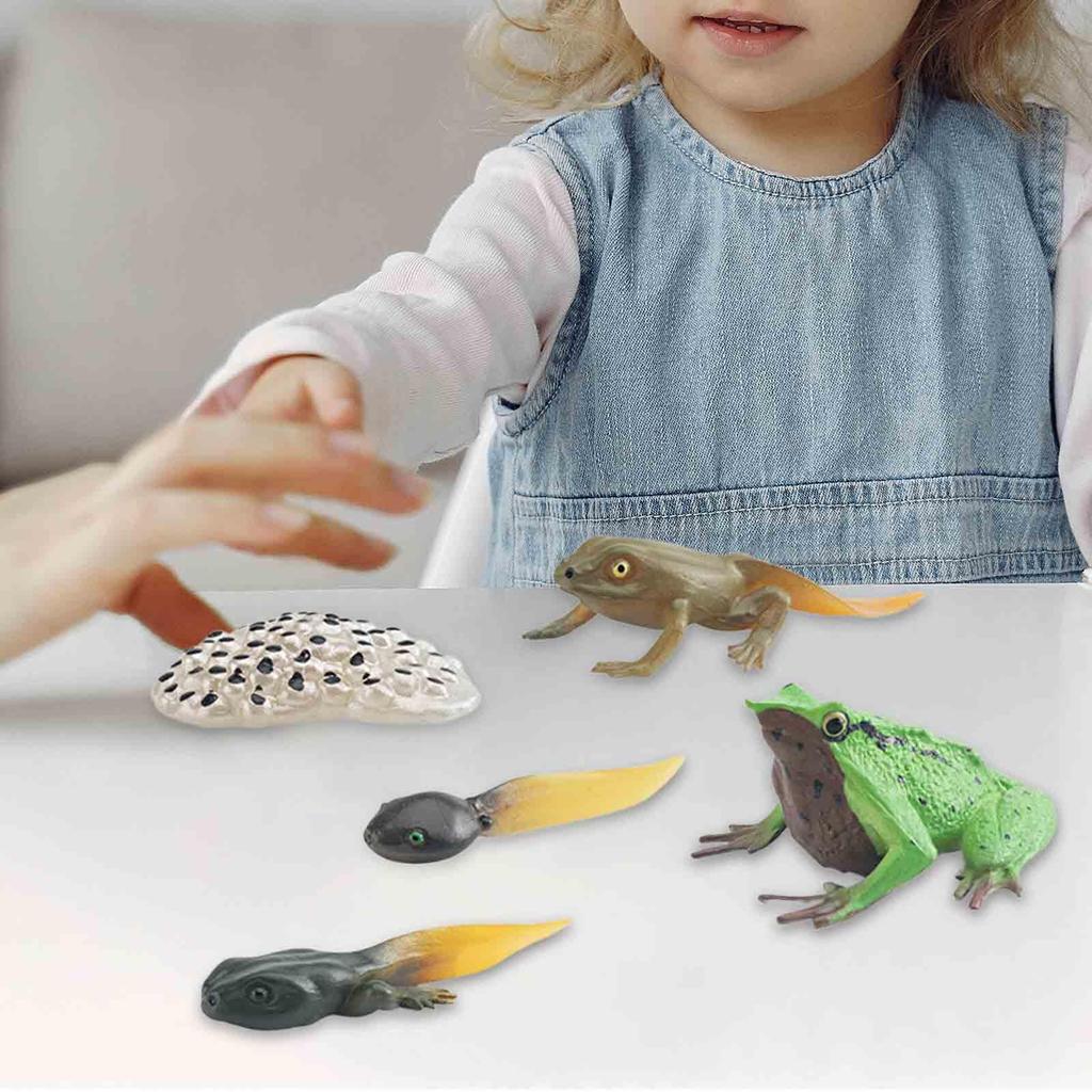 Life Cycle of Frog Toys Montessori Teaching Tools Animal Figurines Toy Biology Model