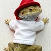 Pet Reptile Hoodie T-Shirt Lizard Walks Outdoor Costume Lightweight Apparel Universal Fit