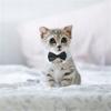 Bow Tie For Dog Cat Universal Velcro Elegant Party Outfit Size L