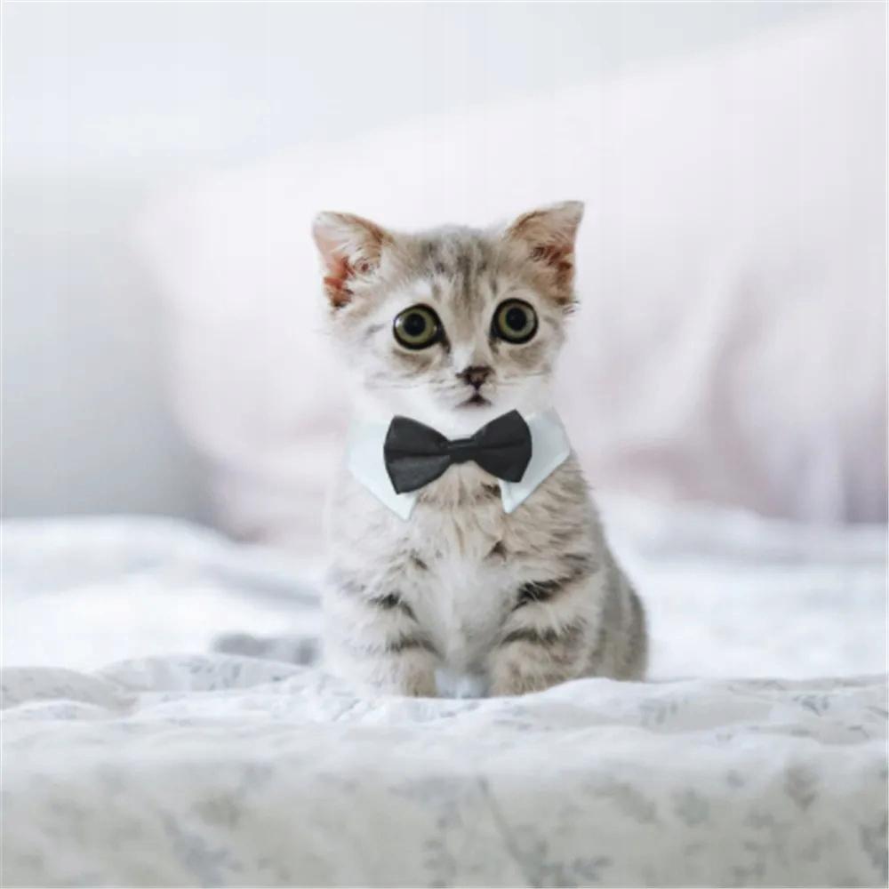Bow Tie For Dog Cat Universal Velcro Elegant Party Outfit Size L