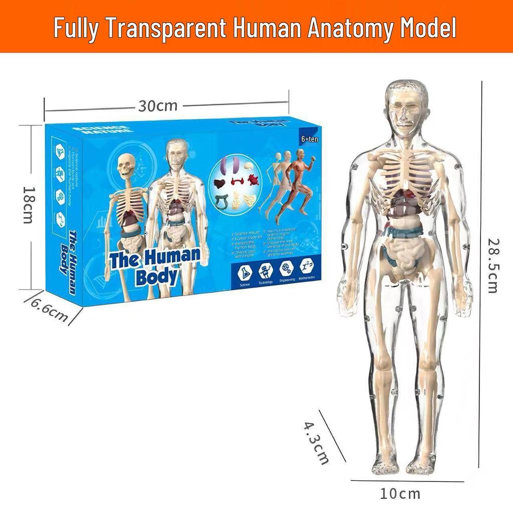 Children's Educational Human Anatomy Model - Skeleton & Organ Structure Toy for Medical Teaching