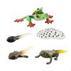 Life Cycle Animal Figures Toy Animals Cognitive Playset Science Frogs Model for