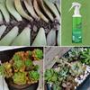 300ml Plant Liquid Fertilizer Efficient Universal Germination Nutrient Solution Succulent Plant Nutrition Mist Spray Garden Tool