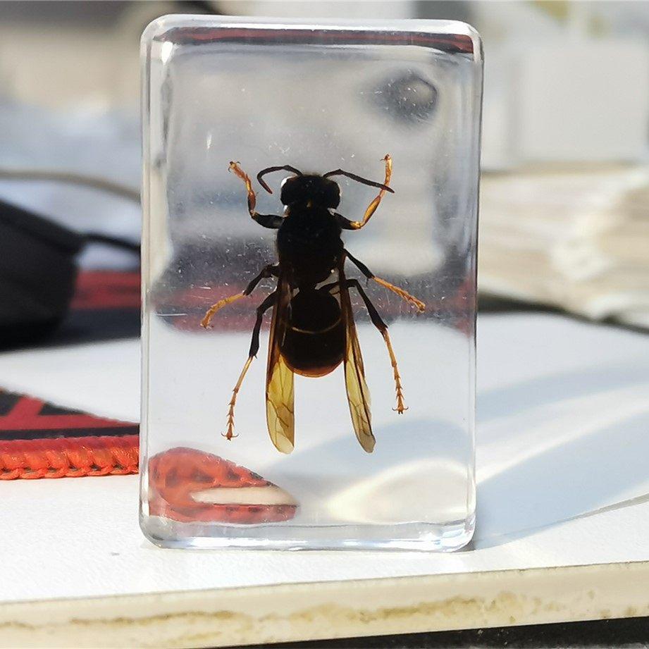 Okazy Owadów: Prawdziwy Pająk, Skorpion, Osa Błotna w Przezroczystej Żywicy do Nauczania i Dekoracji