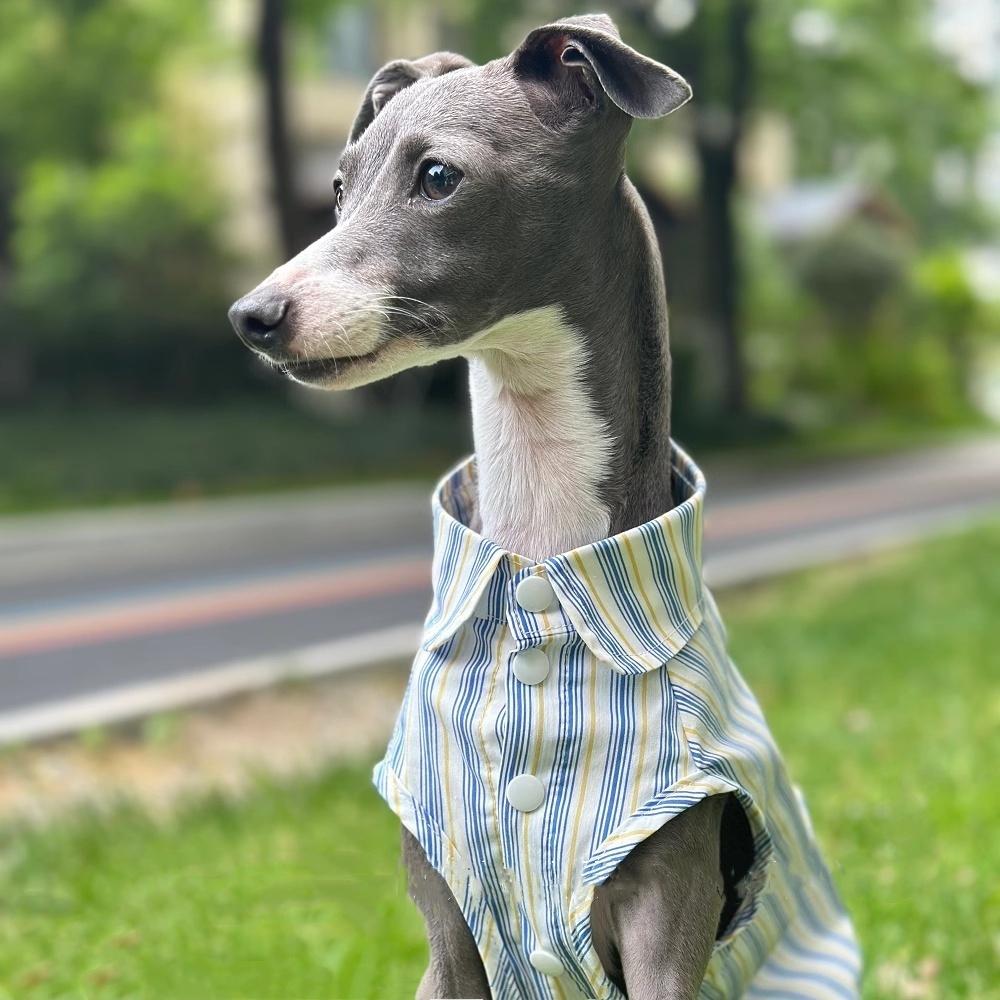Lévrier Italien Rayures Bleues Coton Sans Manches Tissu Frais et Confortable Été Ultra-fin Chiens Whippets Vêtements