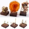 Walnut Crystal Display Holder Multifunction School Office Restaurant Tabletop