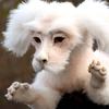 2025 New Falkor The Luckdragon Soft White Plush Doll Toy Ornaments Home Decoration Ornaments Pp Cotton Safety Material Gift