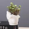 Gardening Succulent Flower Pot Ceramic, Creative Indoor Tabletop Cartoon Dolphin Animal Flower Pot