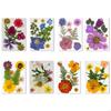 Elegant Natural Pressed Flower 32 Pieces 4 Pack Materials Dried Florals For Resin Art Jewelry Making Projects A0KF