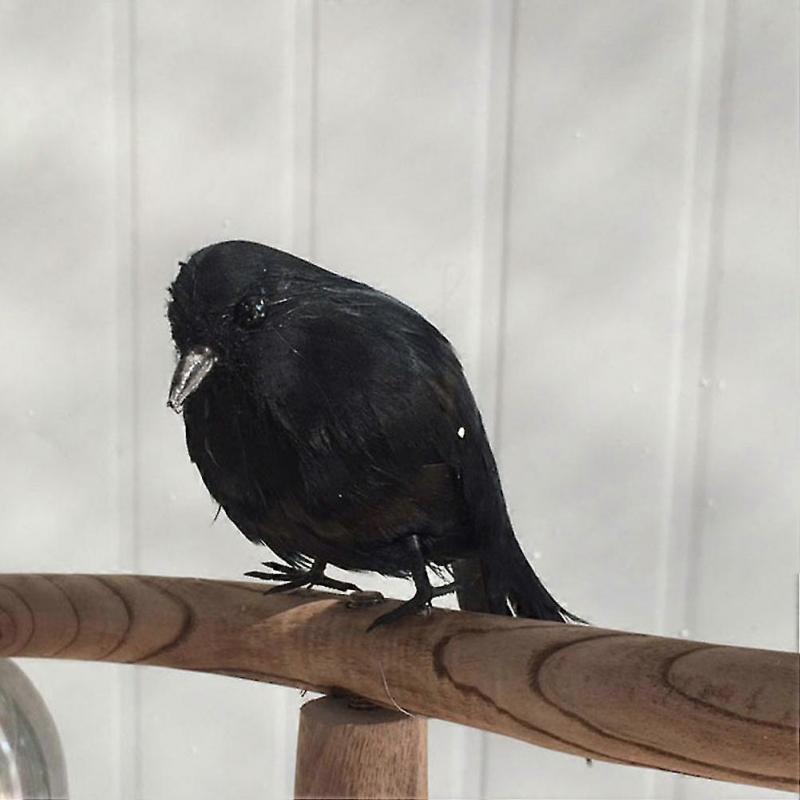 Black Trim Halloween Prank Toys Halloween Trick Toys Halloween Black Feathered Crows Halloween Garden Decor