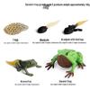 Cross-border Simulation Animal Suction Toy: Butterfly, Rooster, Ant, Frog, Sea Turtle, Mosquito Growth Cycle Models