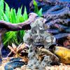 Pești și animale marine – Decorul acvariului