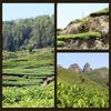 250g Da Hong Pao Tee, Bio-Oolong-Tee, chinesischer Wuyi-Schwarztee, Gesundheit, grüne Lebensmittel