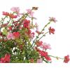 Artificial Succulent Plant In a Pot 28 Cm