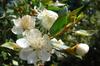 SAFLAX Mirt Prawdziwy - 30 nasion - Myrtus communis