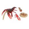 4 Pcs Lobster Life Cycle Model Set Realistic Learning Toys Growth Stage Lifelike Lobster for Home
