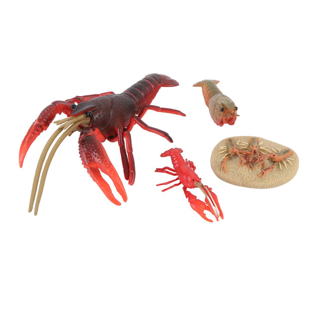4 Pcs Lobster Life Cycle Model Set Realistic Learning Toys Growth Stage Lifelike Lobster for Home