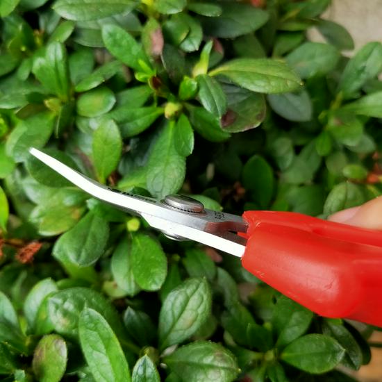 Multi-Purpose Pruning Shears: Long, Short, Elbow, Upturned Head for Fruit, Grape, Citrus, Orange, and Pomelo Picking Sagawa 915 Straight Head Fruit Picking Shears